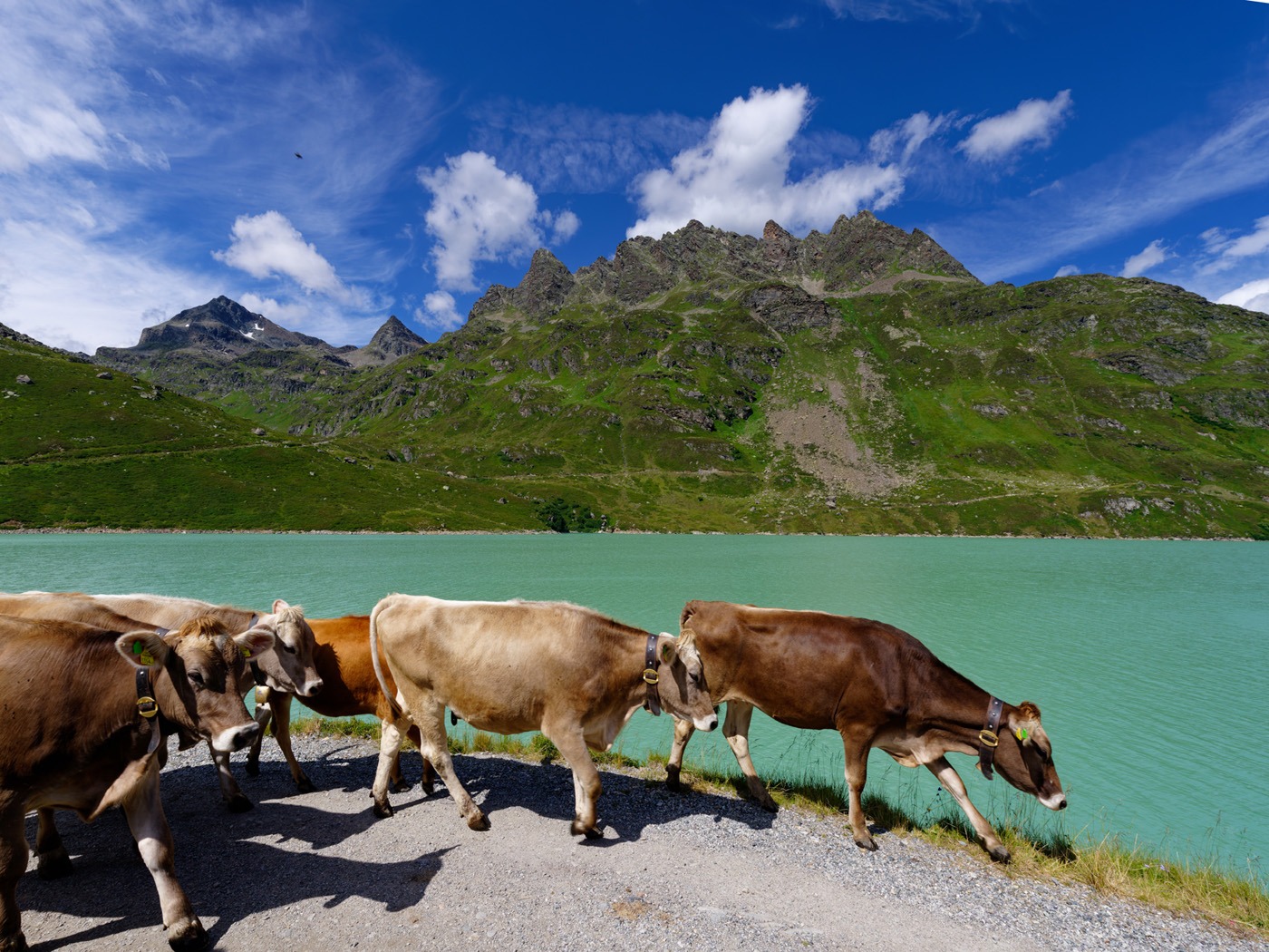 Österreich Gaschurn Alpensee Almabtrieb Kühe