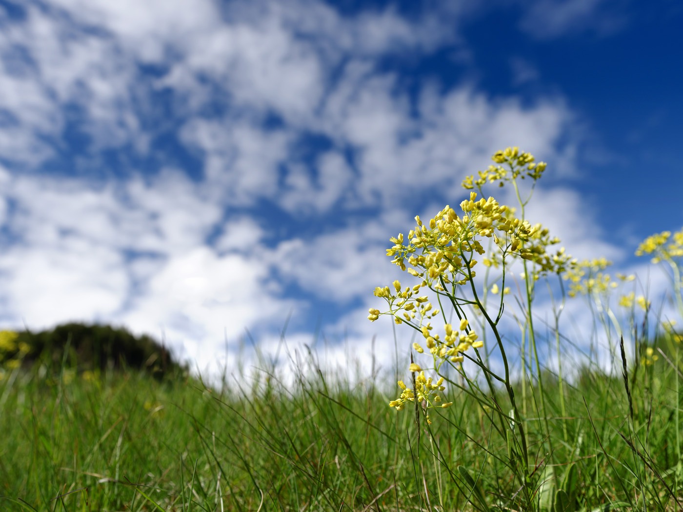 Österreich Mölltal Wiese