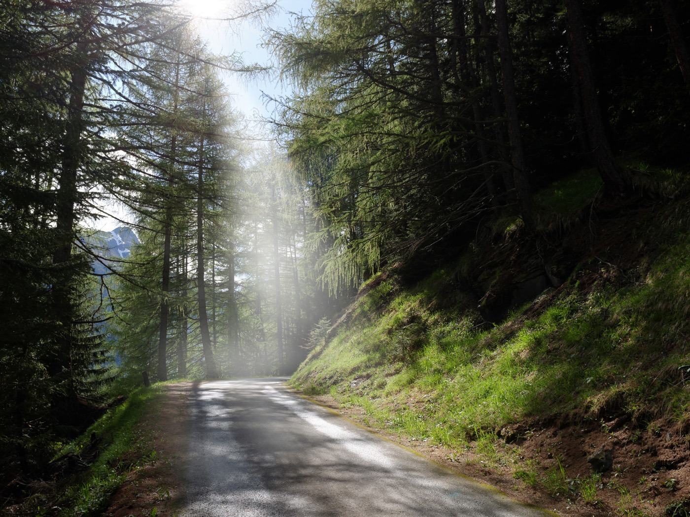 Mölltal Österreich Waldweg