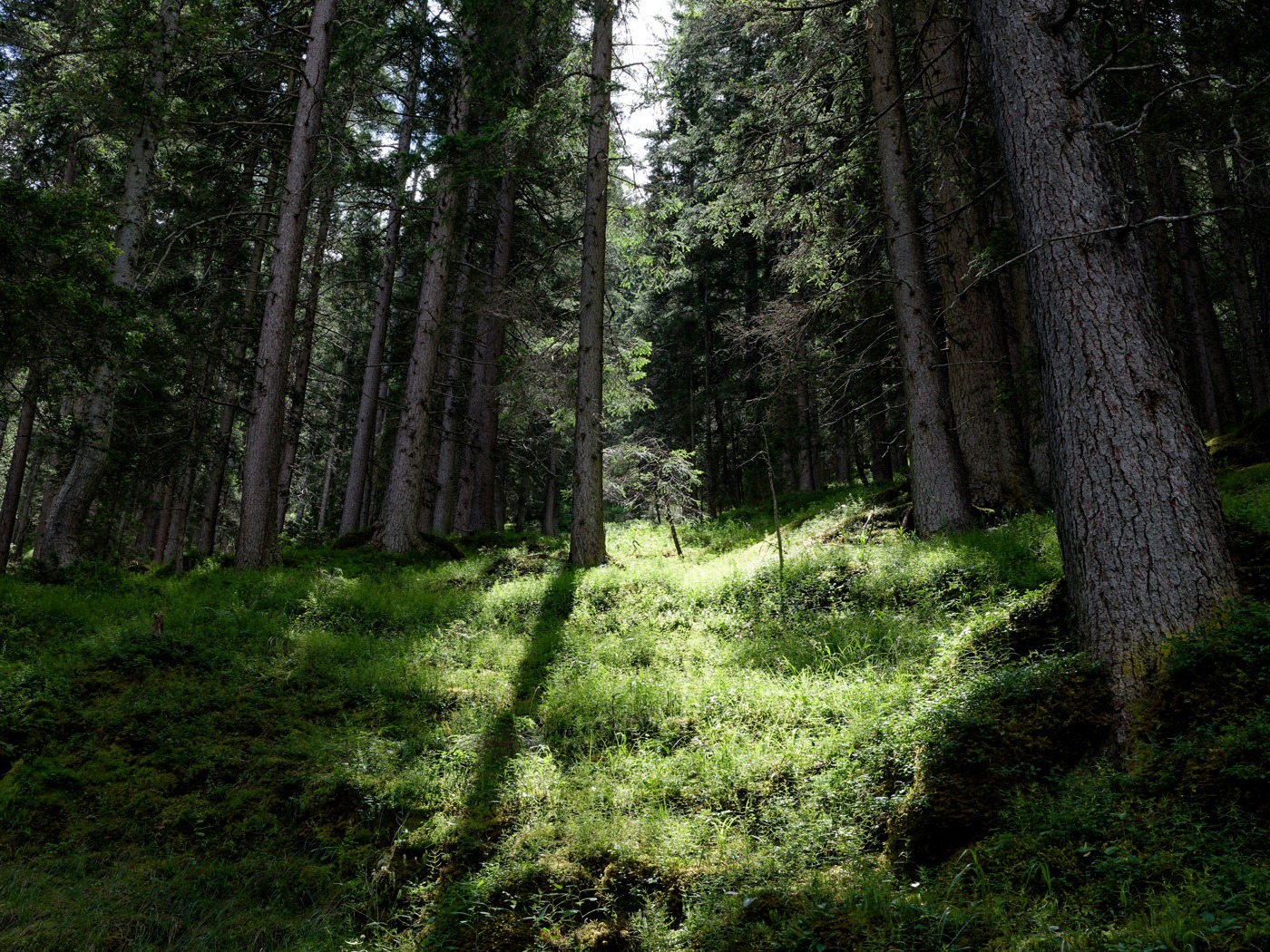 Tiroler Alpenlandschaft Gramais Waldlichtung